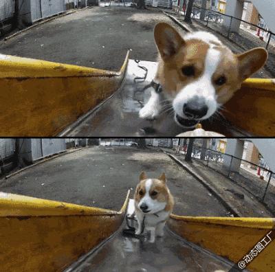 大狗二代与经典大狗，犬界新旧对决的震撼交锋