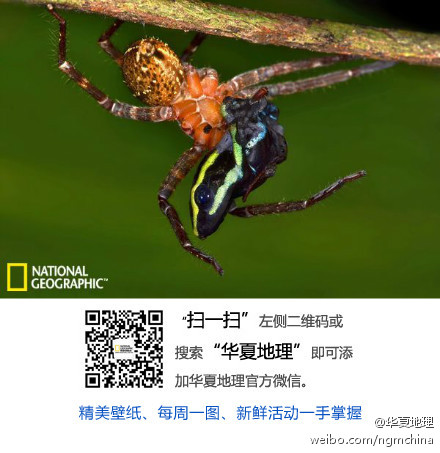 秦岭发现新物种，秦岭缺翅螳——独特小店带你领略自然奥秘之旅