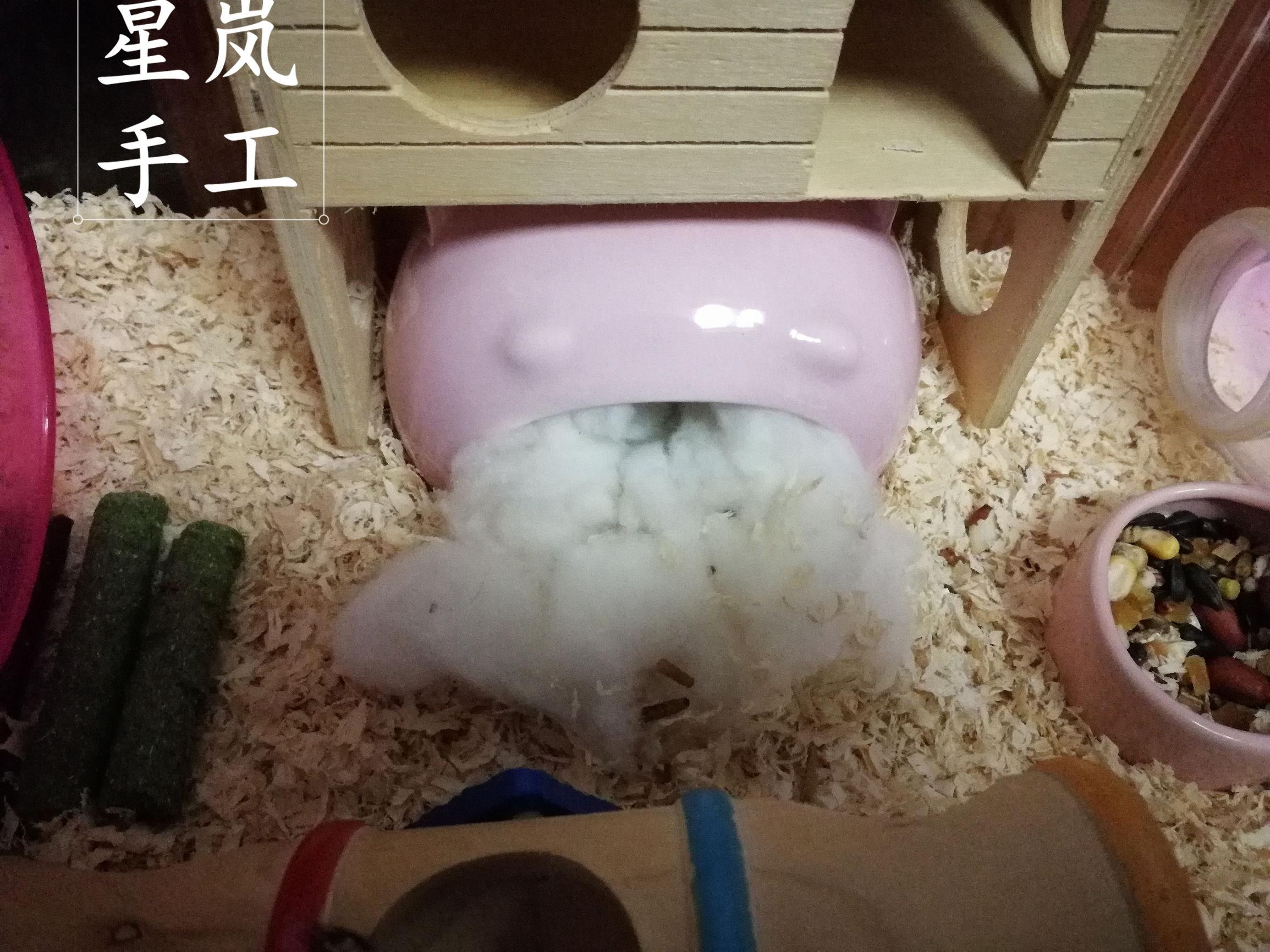 女生取快递时意外发现仓鼠温馨开箱迎接，一场甜蜜的邂逅