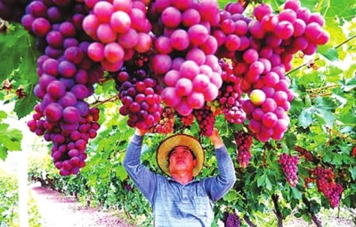 葡萄产业真相揭秘，业内专家证实无日本进口渠道，探究葡萄产业的真实面貌