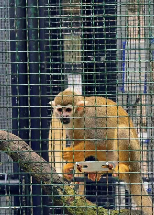 香港动植物公园一周内惊现10只猴子离奇死亡事件