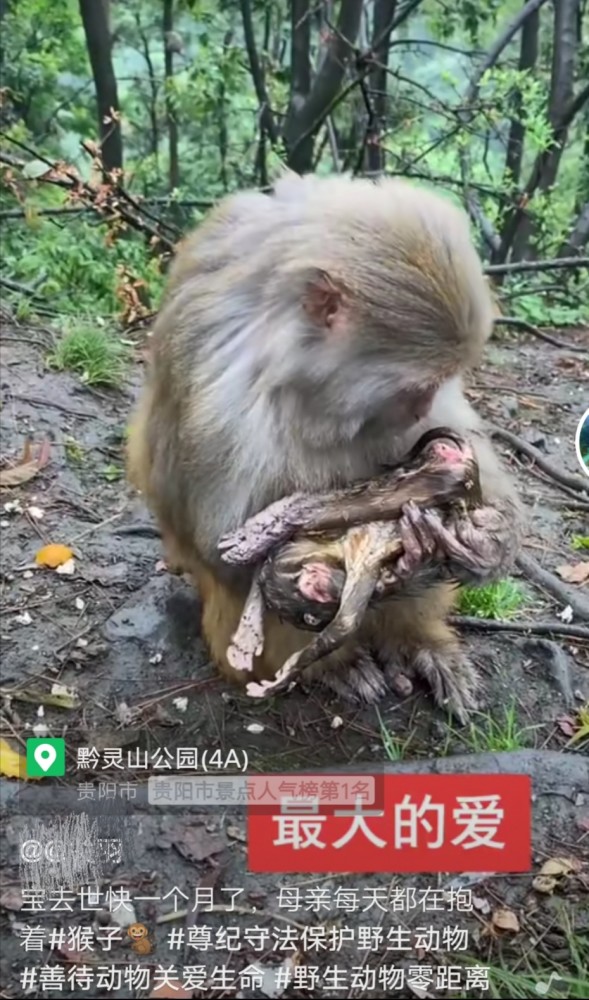 香港动植物公园猴子生死启示，逆境中的成长与失去