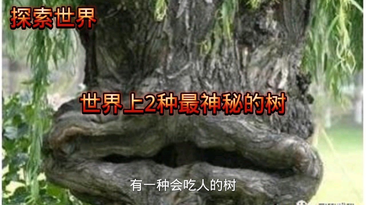外来媳妇的逆袭真相，学习胜于山洞避难所，真实故事揭示逆袭之路。