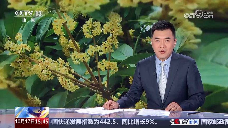 桂花经济升温带动消费热潮