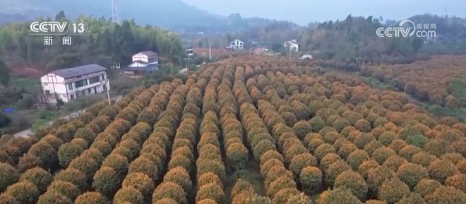 桂花经济升温带动消费热潮