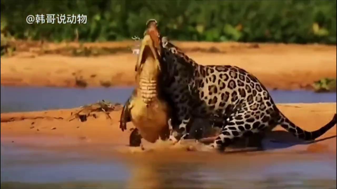 鳄鱼上街被擒拿，日常趣事一桩