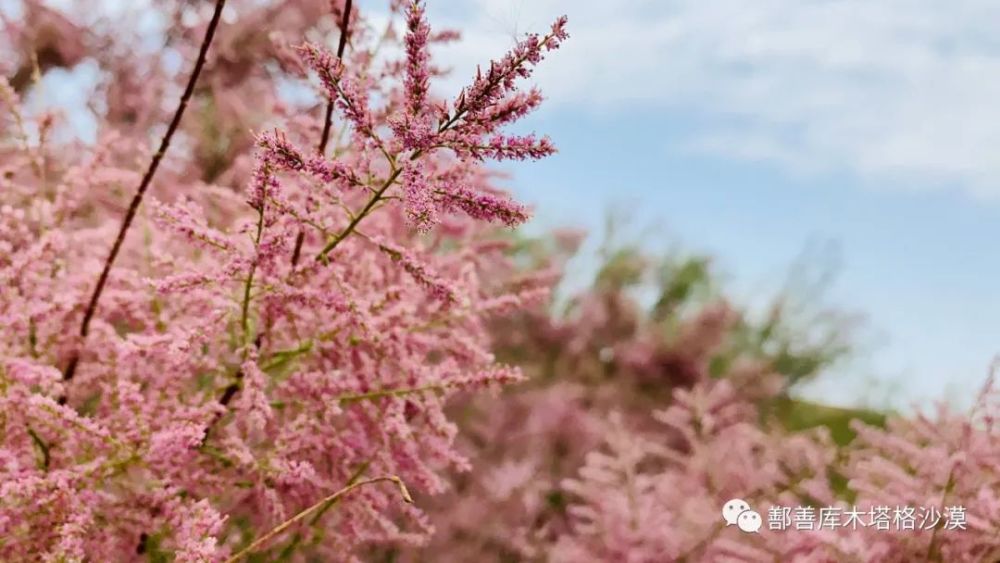 碣石最新规划图，自然美景的探索之旅启动