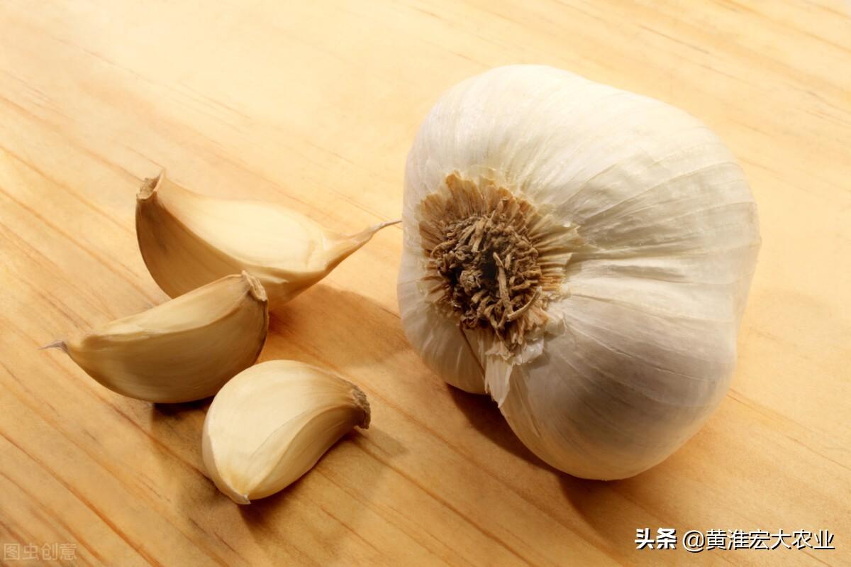 科技重塑金乡大蒜产业，最新价格与未来生活体验