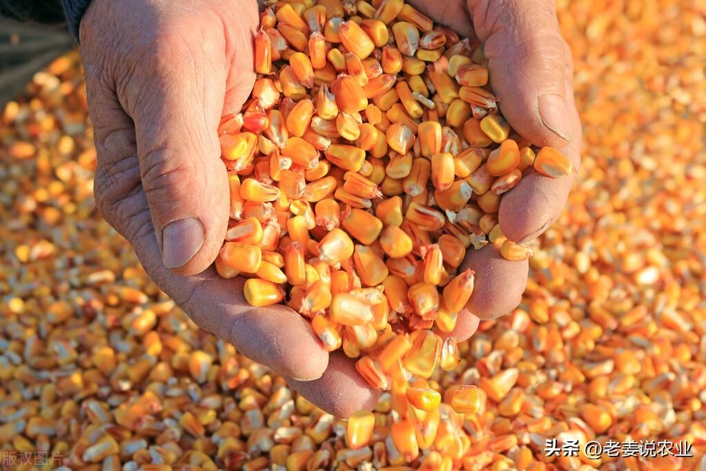 山东玉米价格最新行情走势分析🌽📈动态更新报告