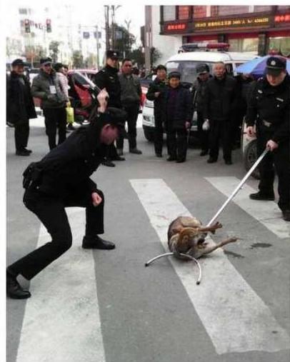 警方回应河南周口街头杀人事件，揭秘当地小巷特色小店的背后故事