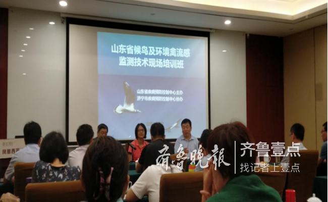 南阳禽流感最新消息，鸡的奇妙冒险之旅