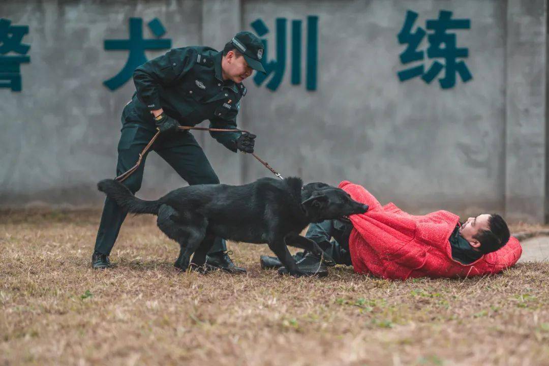 士官调动最新动态与小巷深处的独特风味揭秘