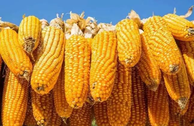 开封玉米最新价格深度解析与探讨