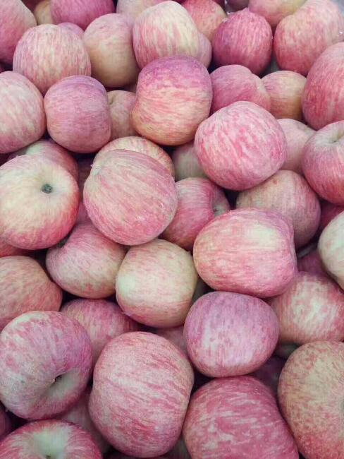 沂源苹果最新价格揭秘与市场走势分析🍎💸
