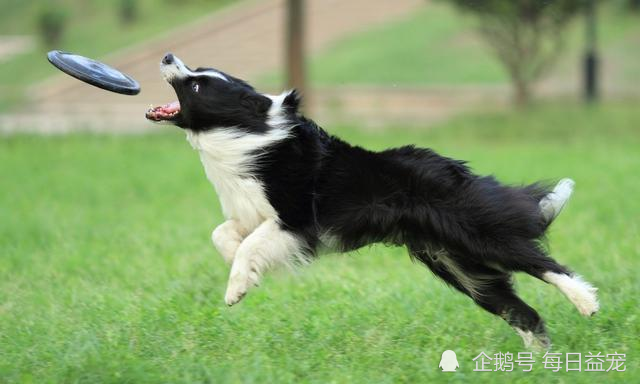 边牧最新视频，展现边境牧羊犬的魅力瞬间！