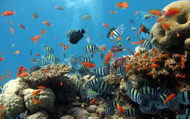深海探秘，最新海底世界的平静之旅