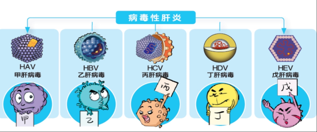全面解析最新甲肝病毒，了解与应对步骤指南