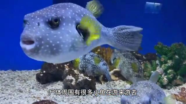 黄河鬼棺最新论述揭秘