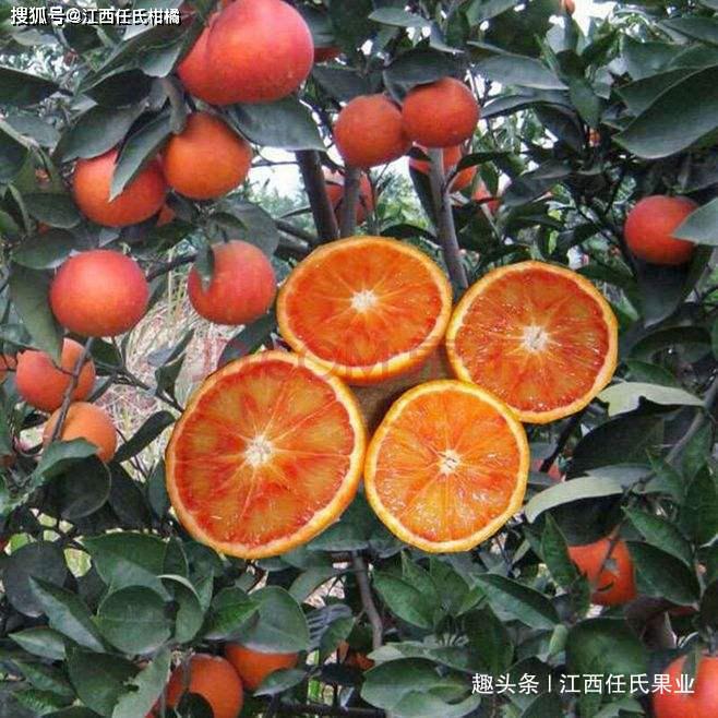 最新血橙枝条，深入解析与探讨