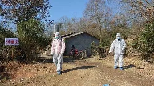 牛滩最新疫情，背景、事件及影响全面解析