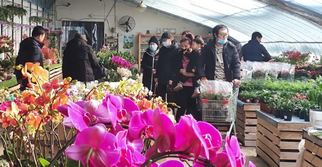 最新观赏植物，时代宠儿之选