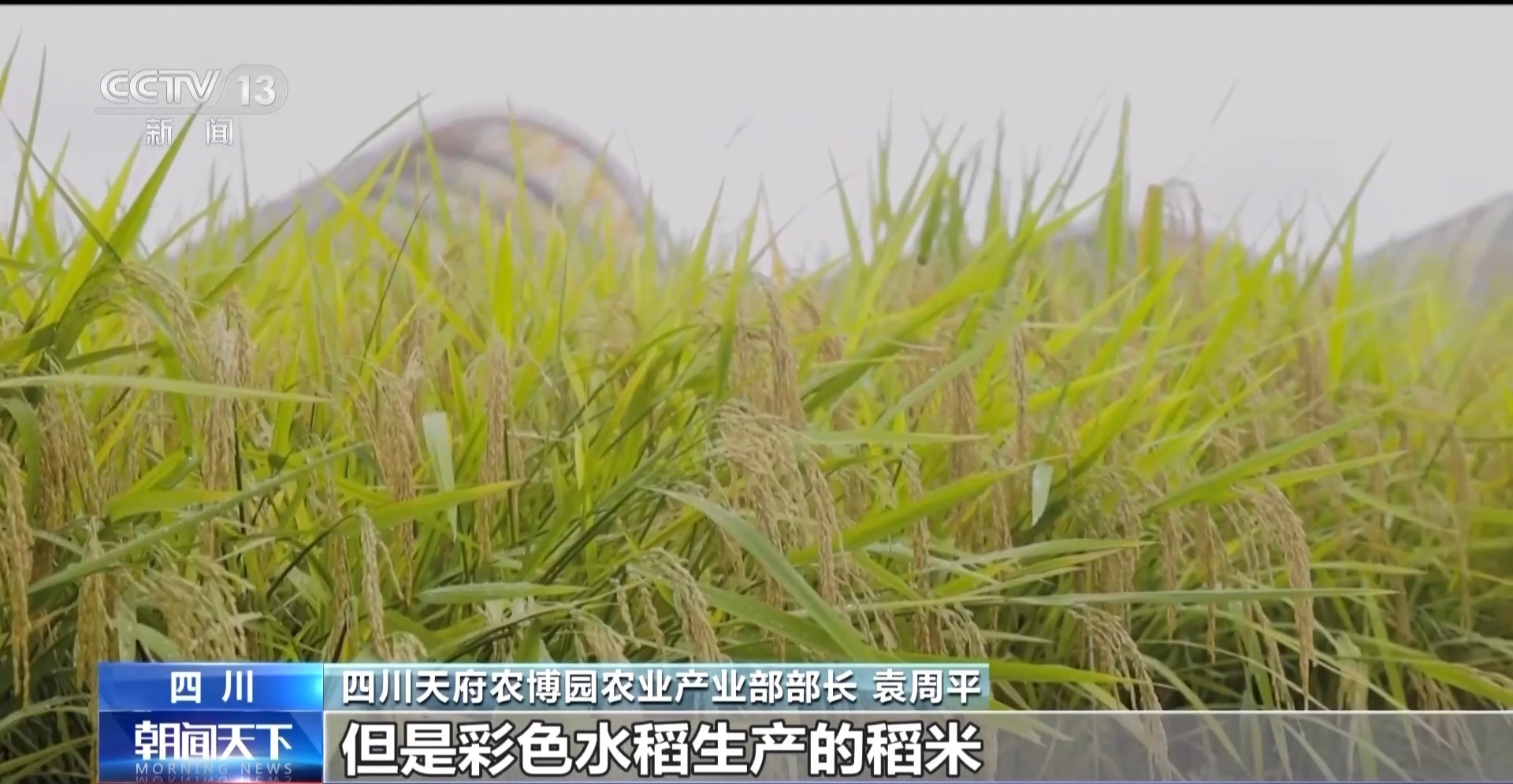 草裙社最新，深度解读一种文化现象