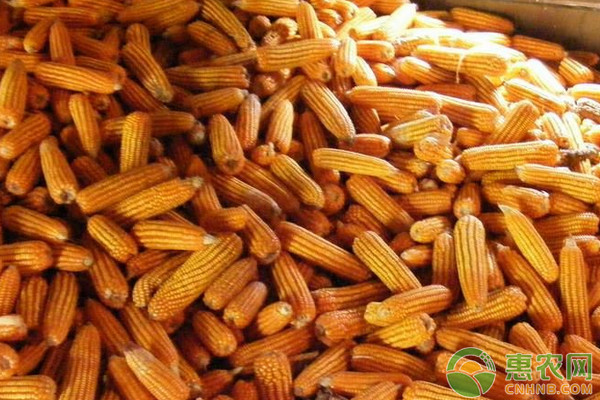 石家庄玉米最新行情与情缘揭秘