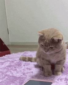 猫咪APP官方最新版，探索温馨有趣的日常故事