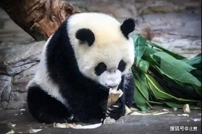 虎豹公园最新动态，自然之旅的呼唤，探索未知的天堂！