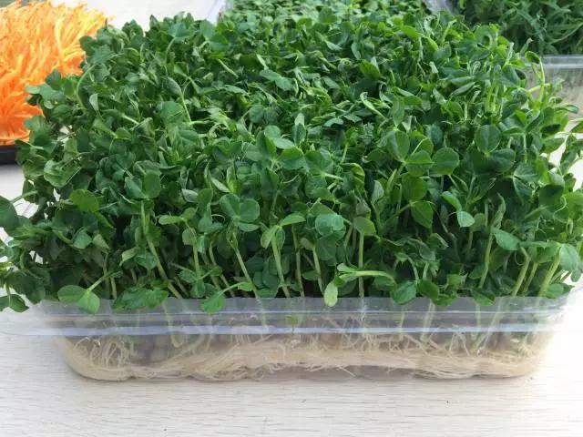 生鹅价格最新行情，变化中的学习，自信与成就感的源泉探索